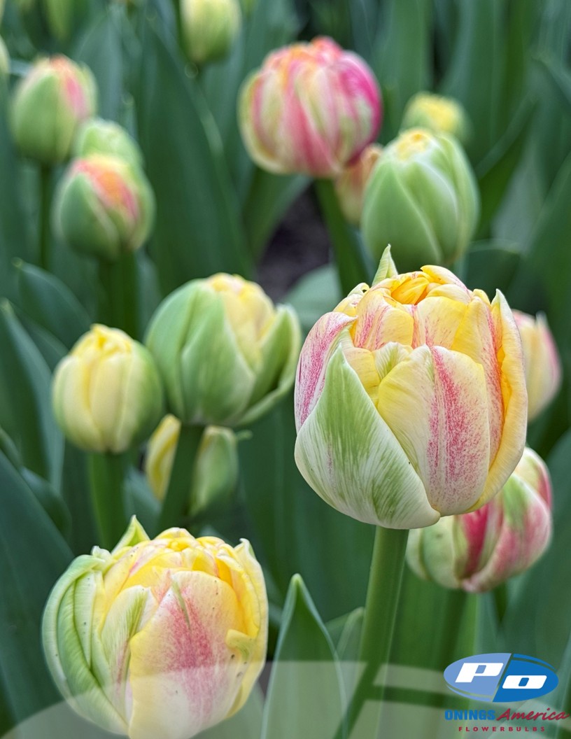 Sprinkle Dip - Tulips Photo #2