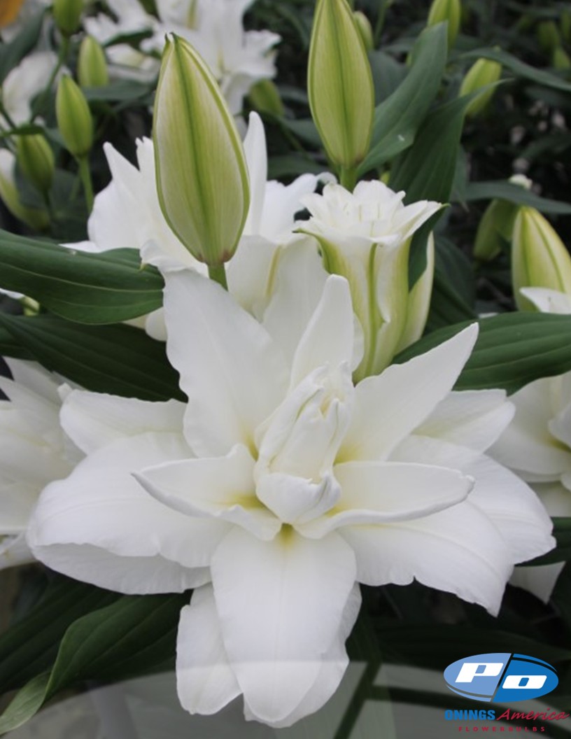 Stockholm - Double / Pollen-less Oriental Hybrid Lilies