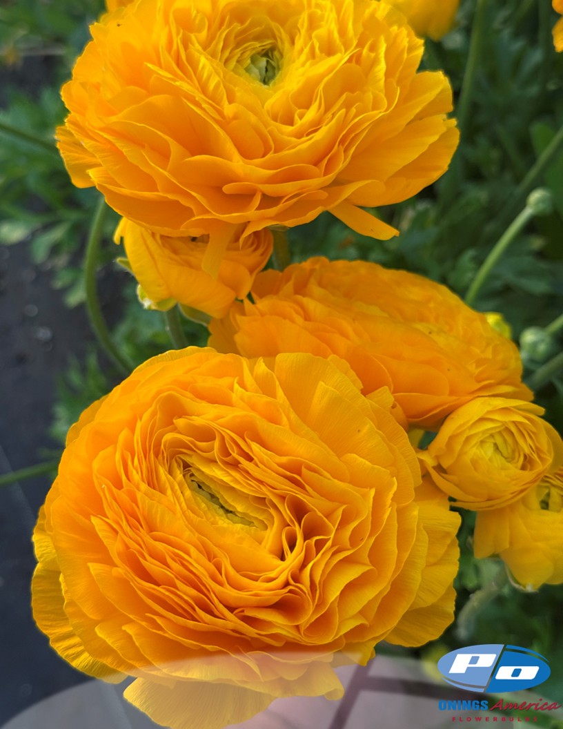 Cloni Success Flame - Cloni® Ranunculus Photo #2