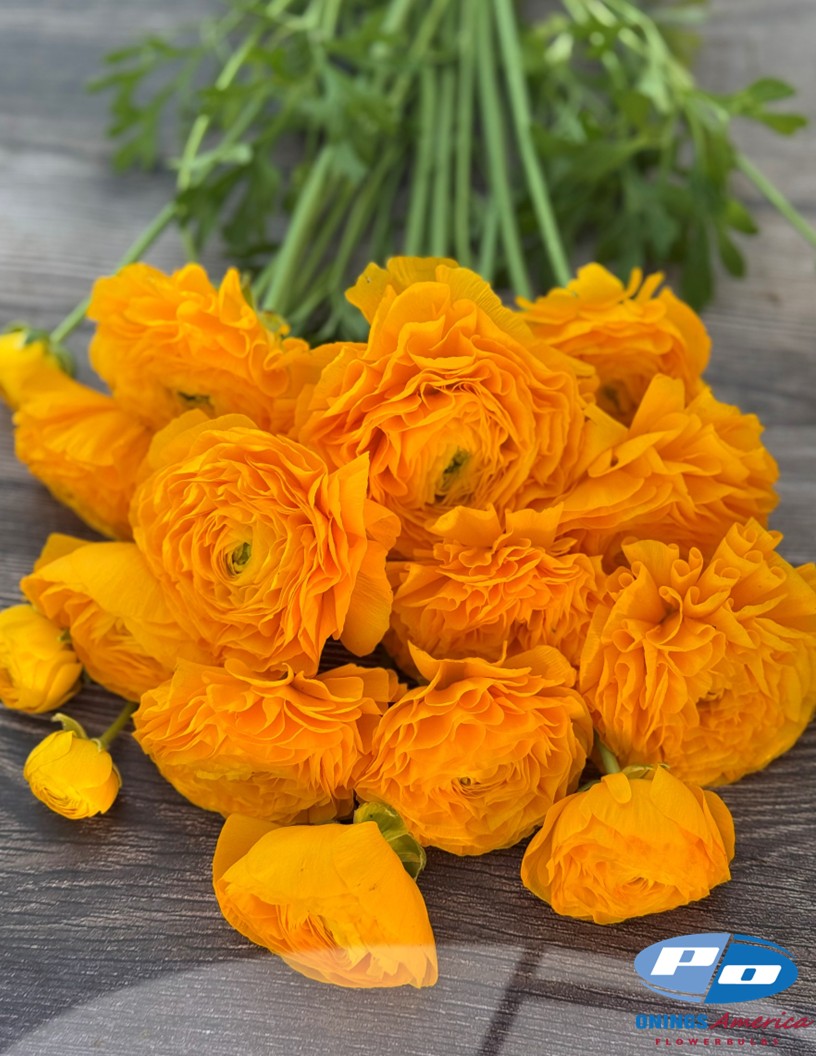 Cloni Success Flame - Cloni® Ranunculus Photo #2