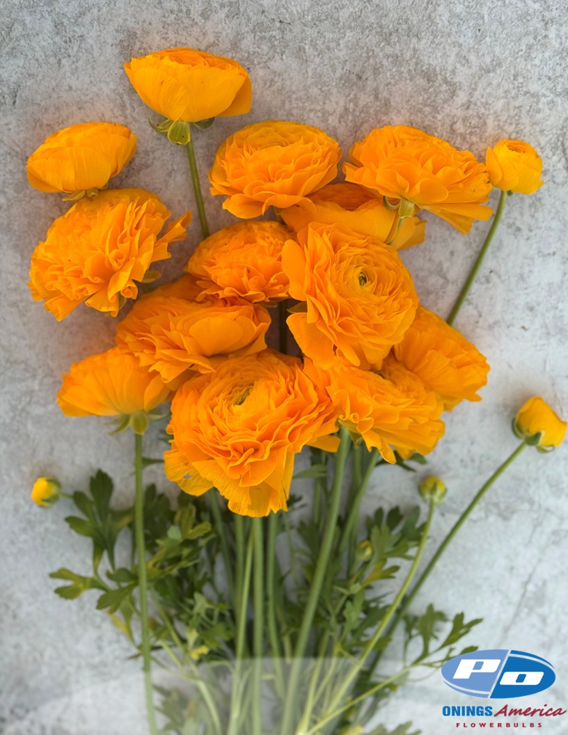 Cloni Success Flame - Cloni® Ranunculus Photo #1