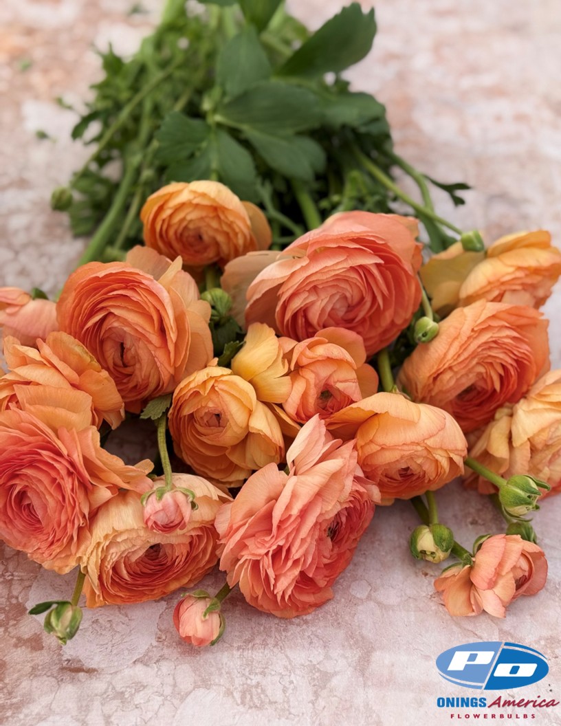 Cloni Success Honey (Pesca 750pc) - Cloni® Ranunculus Photo #2