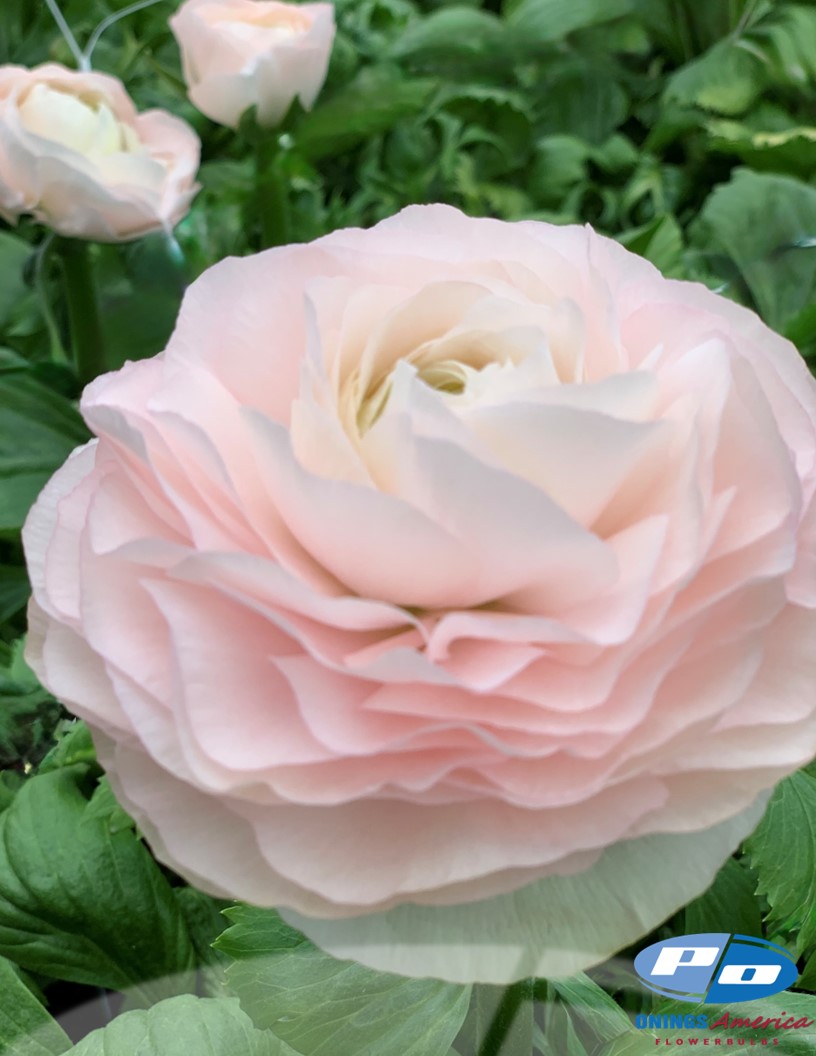 Cloni Success Madame (423 PIN) - Cloni® Ranunculus Photo #2