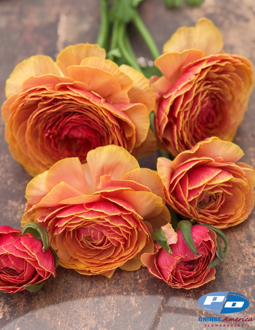 Cloni Success Ring (1752PC / Lollipop) - Cloni® Ranunculus Photo #2