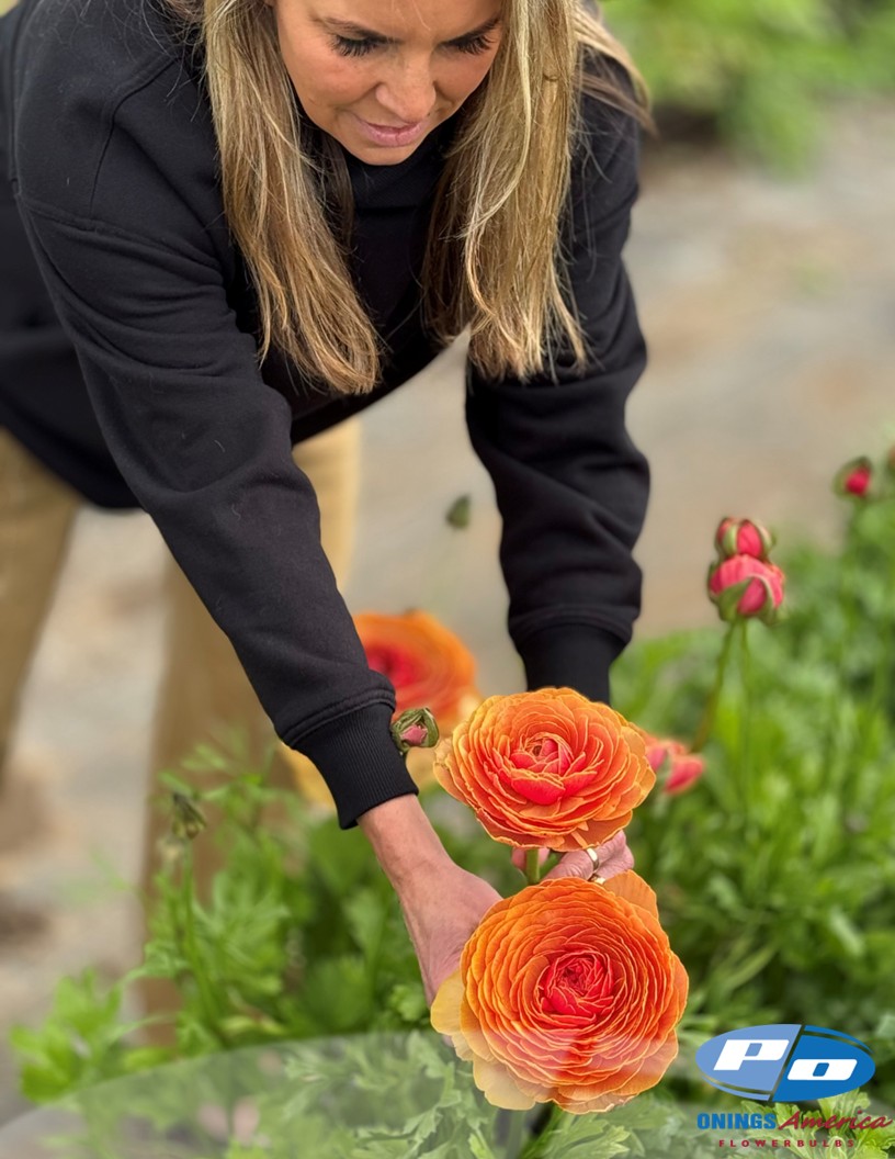 Cloni Success Ring (1752PC / Lollipop) - Cloni® Ranunculus Photo #2