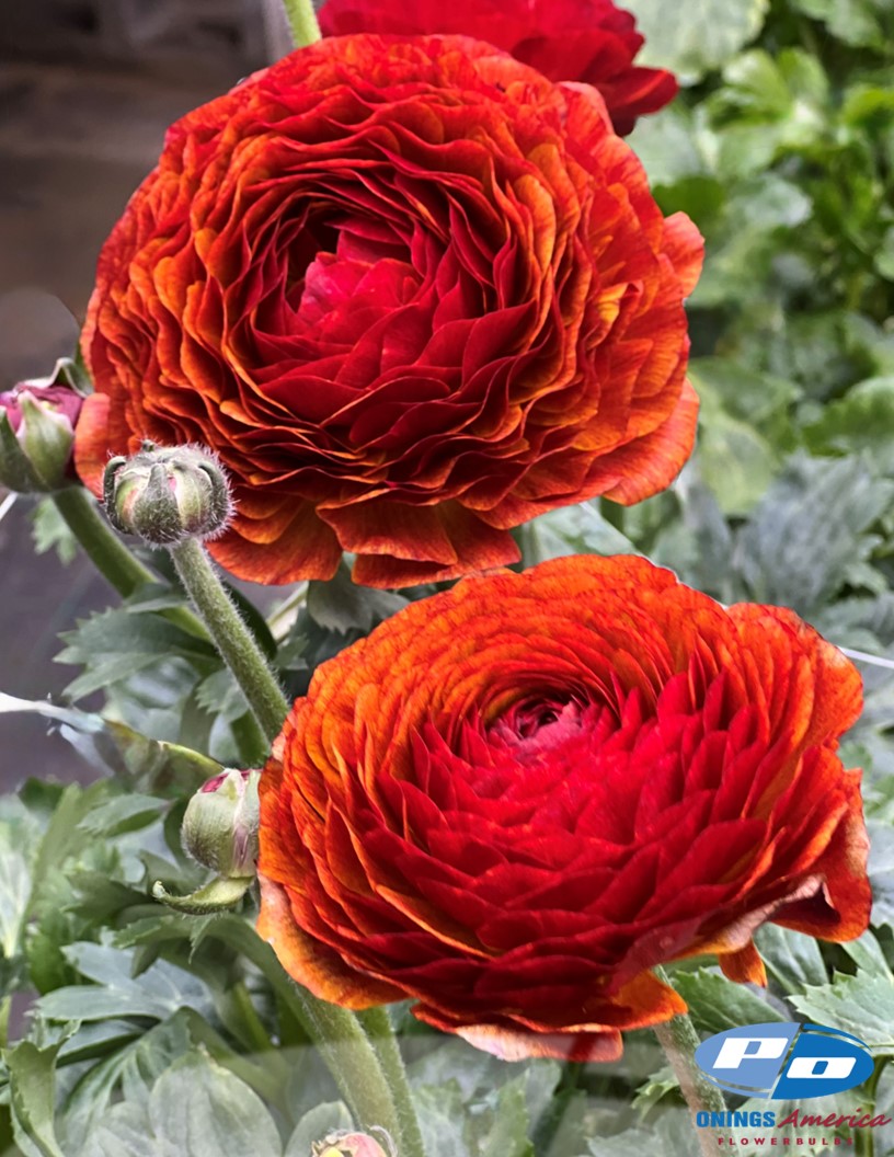 Cloni Success Brownie (700 MAR) - Cloni® Ranunculus Photo #2