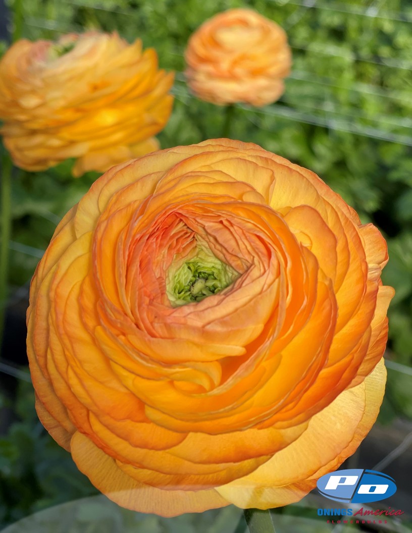 Cloni Success Honey (Pesca 750pc) - Cloni® Ranunculus Photo #2
