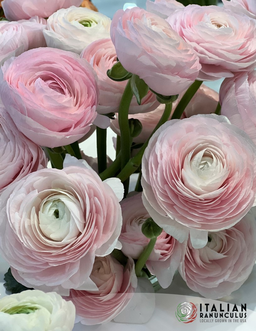 Cloni Success Blush 754pc - Cloni® Ranunculus Photo #2