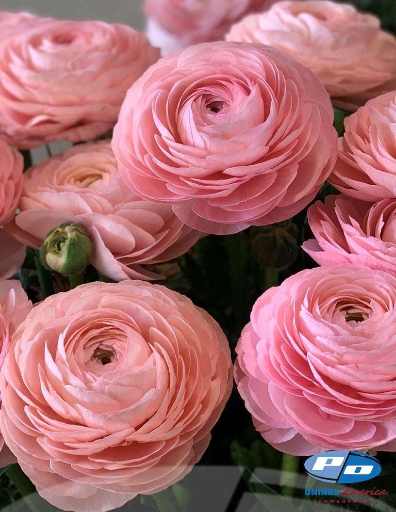 Italian Ranunculus Flowerbulbs