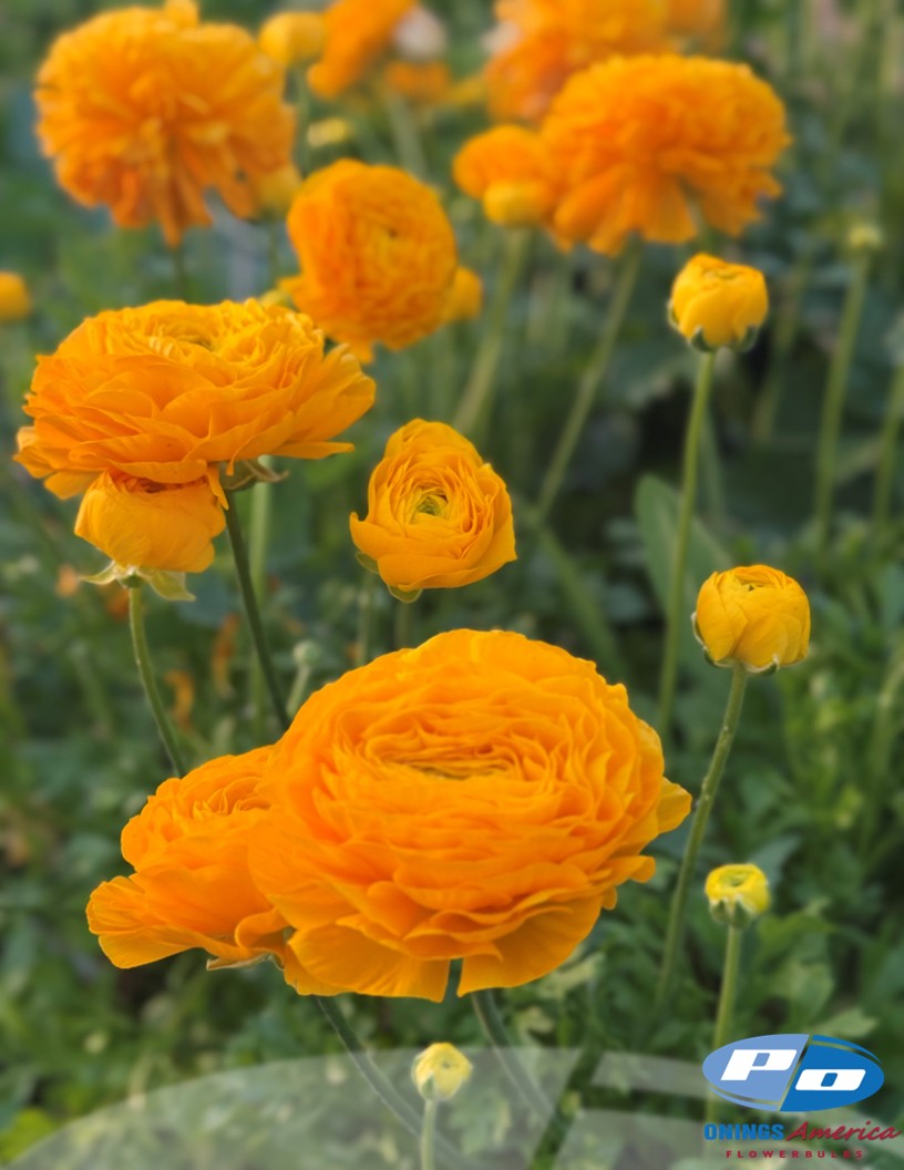 Cloni Success Flame - Cloni® Ranunculus Photo #2