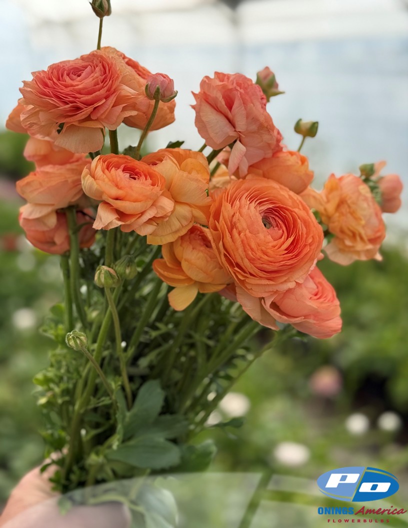 Cloni Success Honey (Pesca 750pc) - Cloni® Ranunculus Photo #2