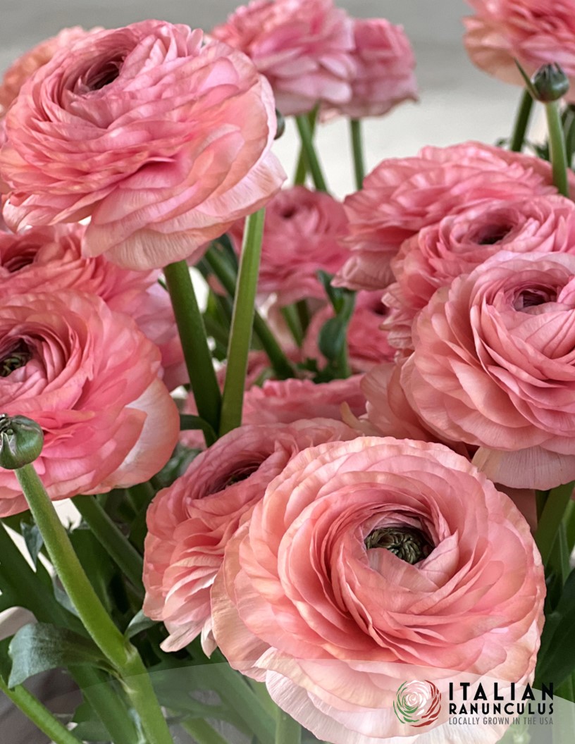 Cloni Success Nuance - Cloni® Ranunculus Photo #2