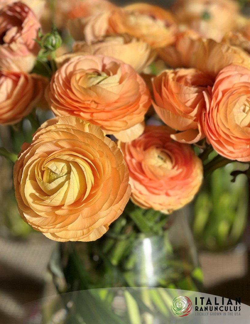 Cloni Success Honey (Pesca 750pc) - Cloni® Ranunculus Photo #2