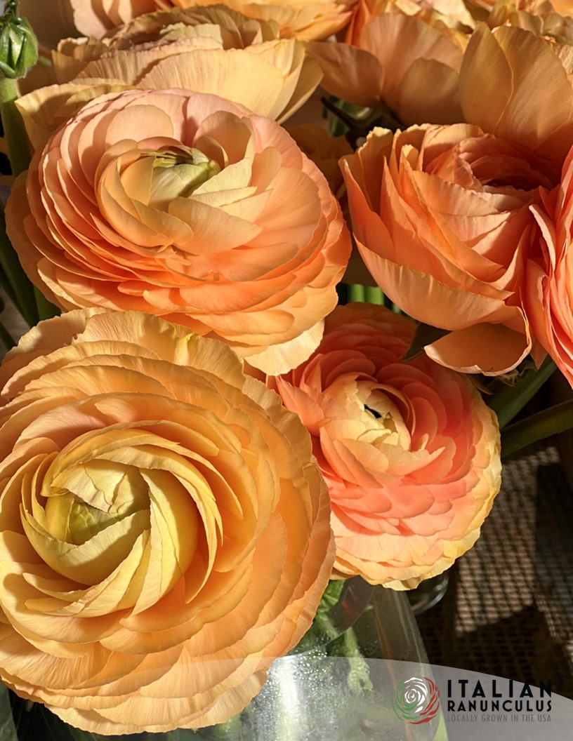 Cloni Success Honey (Pesca 750pc) - Cloni® Ranunculus Photo #1