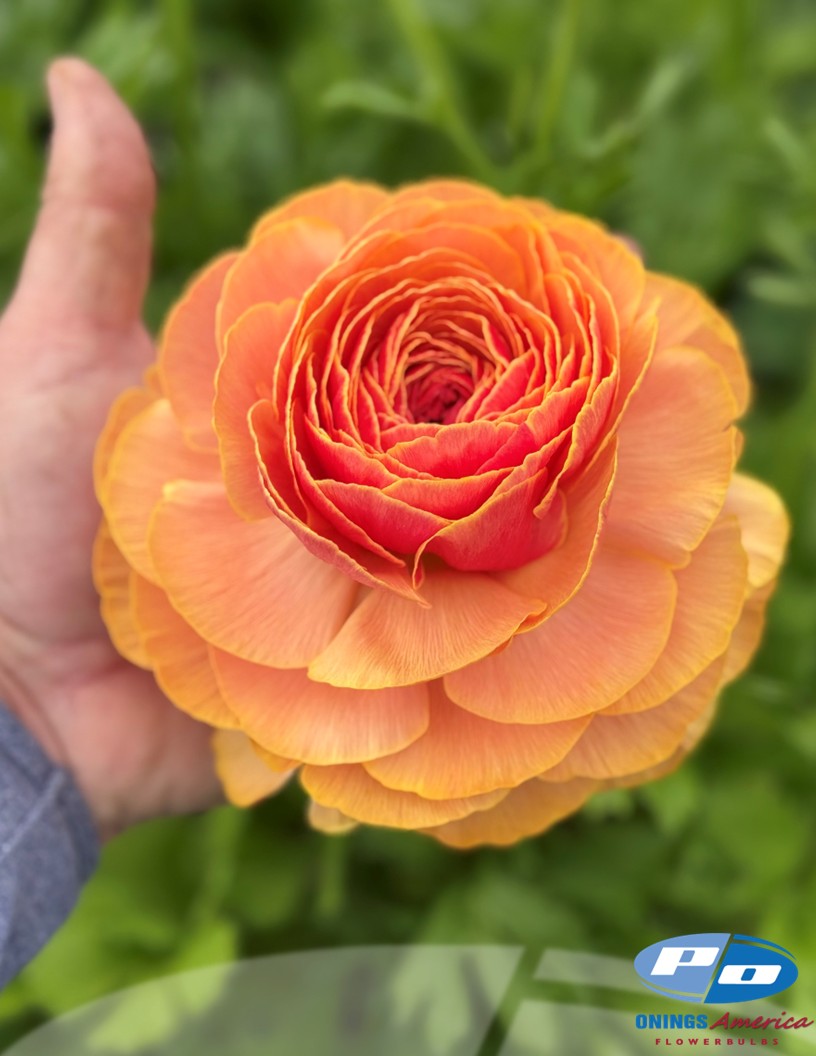 Cloni Success Ring (1752PC / Lollipop) - Cloni® Ranunculus Photo #2