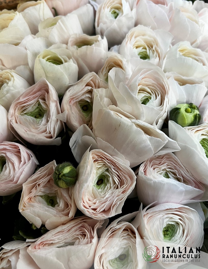 Cloni Success Hanoi - Cloni® Ranunculus Photo #2