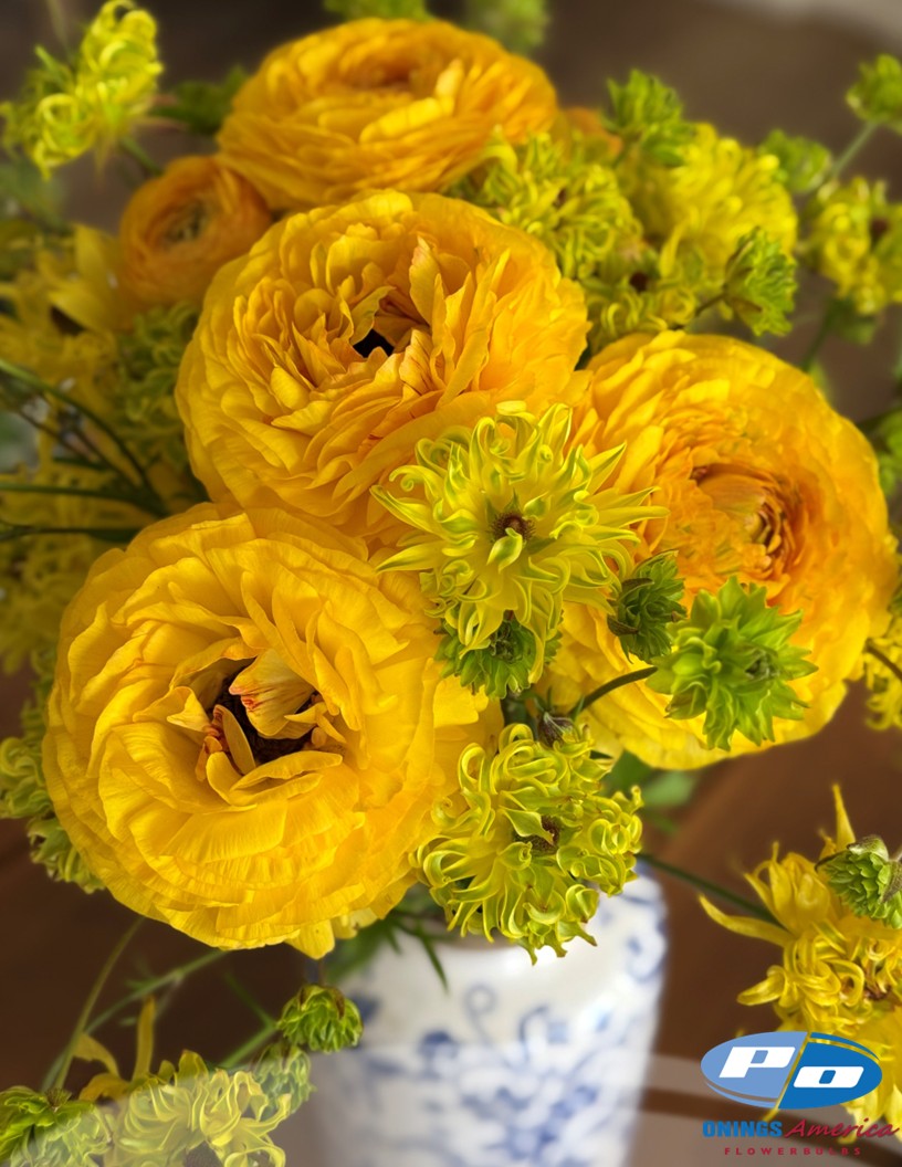 Natura Moderna Sunny (801 MDN) - Natura Moderna® Ranunculus Photo #2