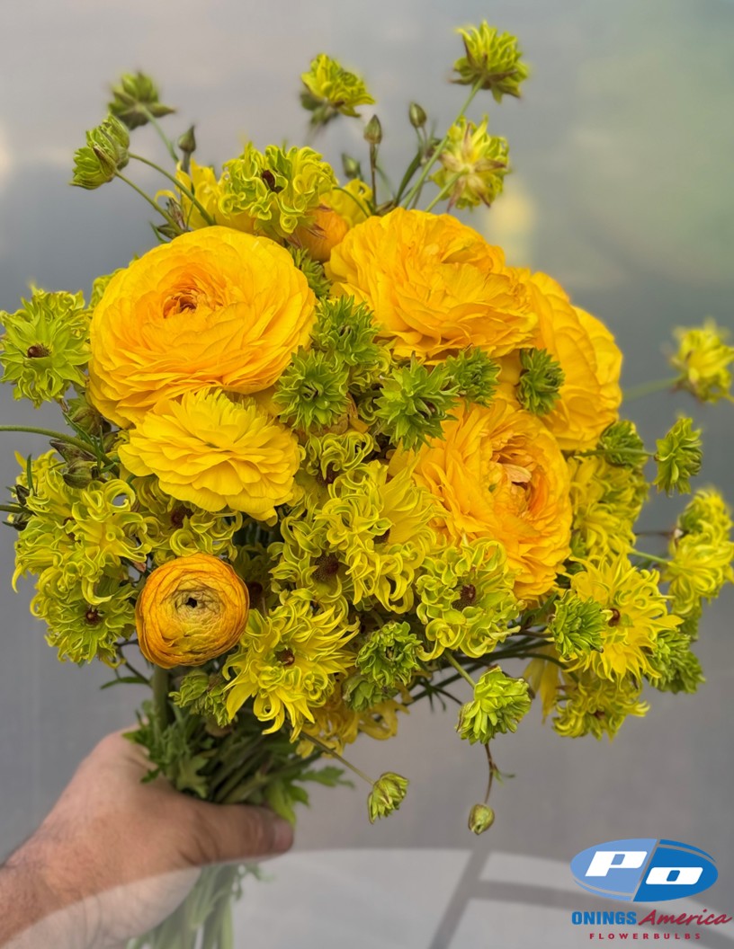 Natura Moderna Sunny (801 MDN) - Natura Moderna® Ranunculus Photo #1