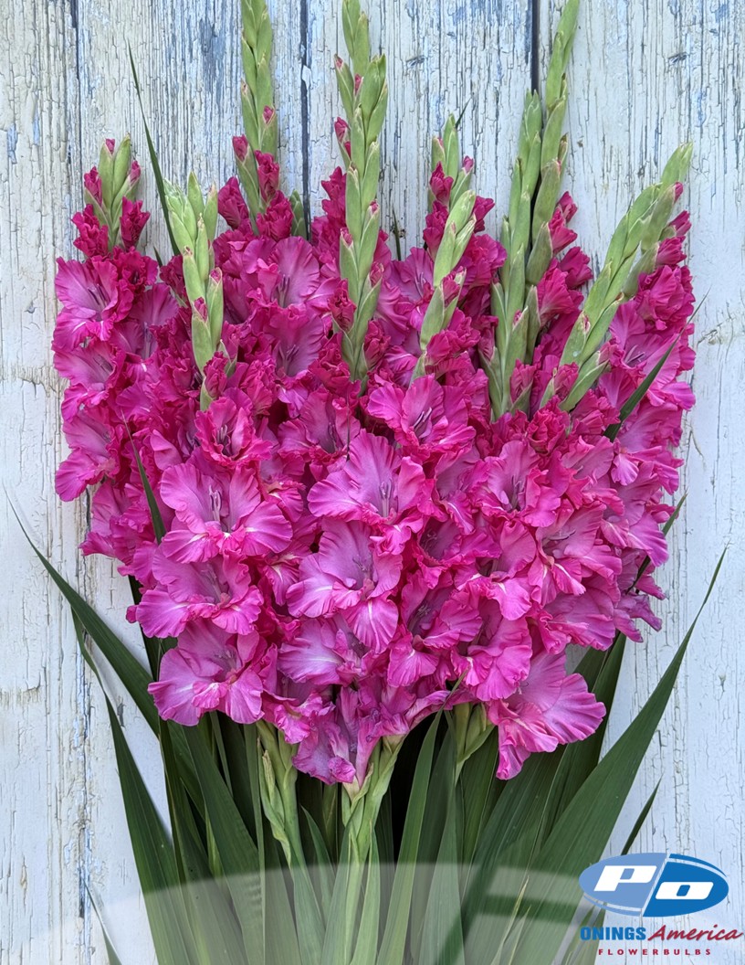 Sweet Love - Gladiolus Photo #1