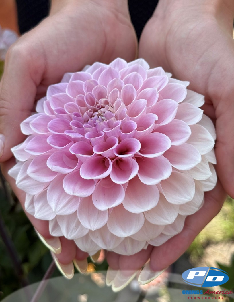 Sweet Nathalie - Dahlia Photo #2