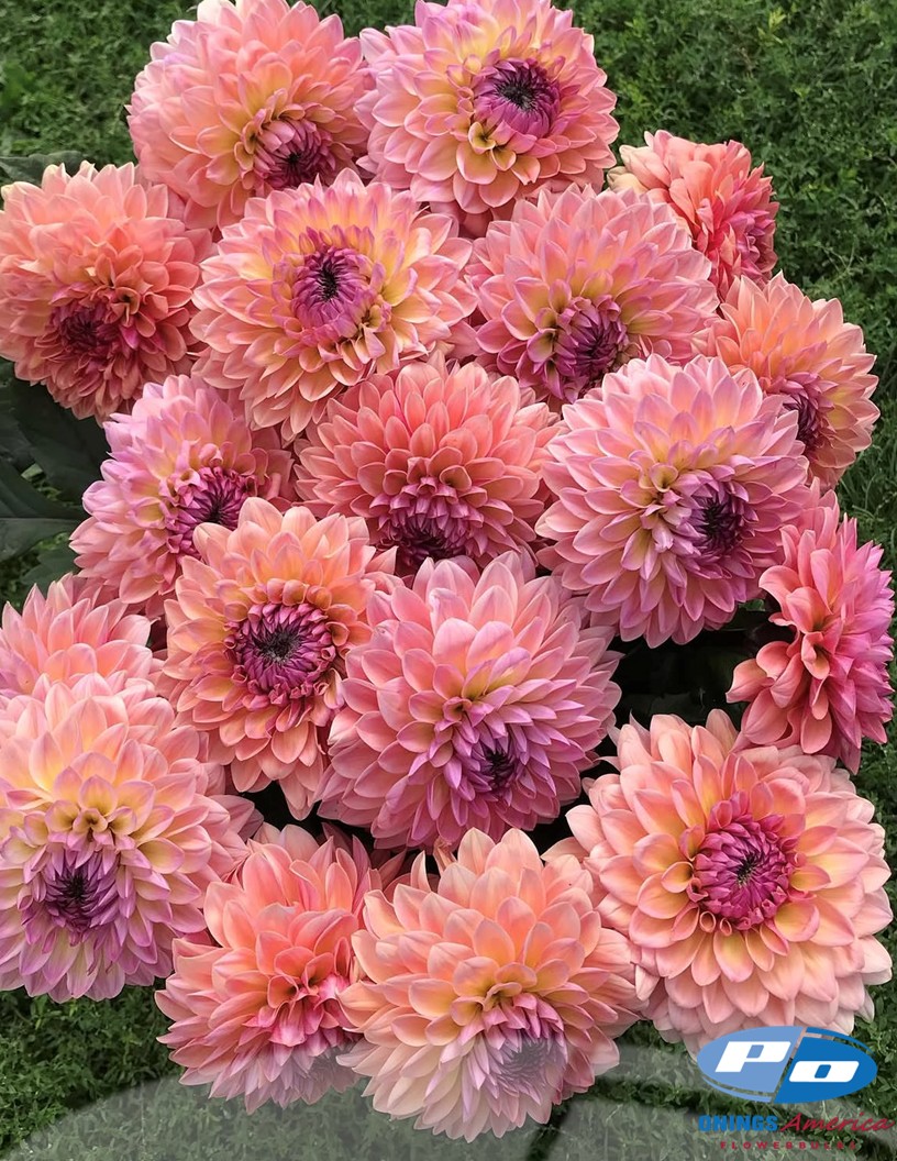 Sweet Sanne - Dahlia Photo #2
