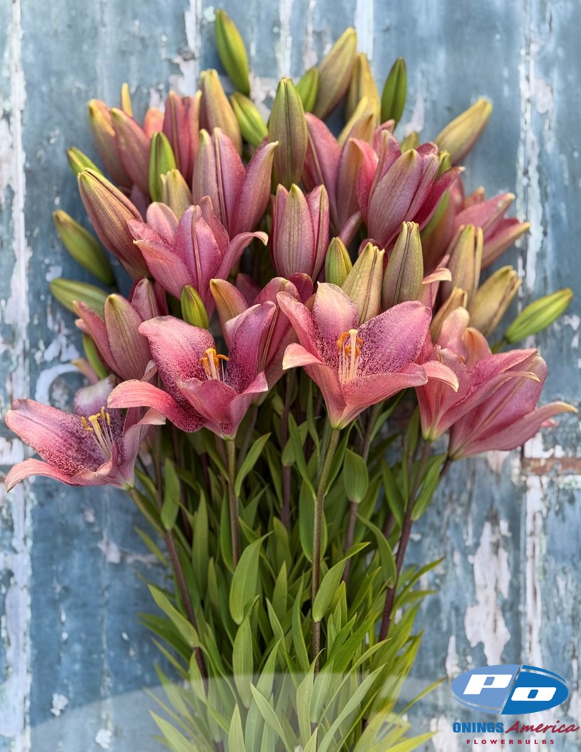 Sweet Sugar - LxA Hybrid Lilies Photo #2