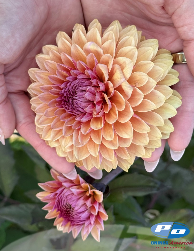 Sweet Suzanne - Dahlia Photo #2