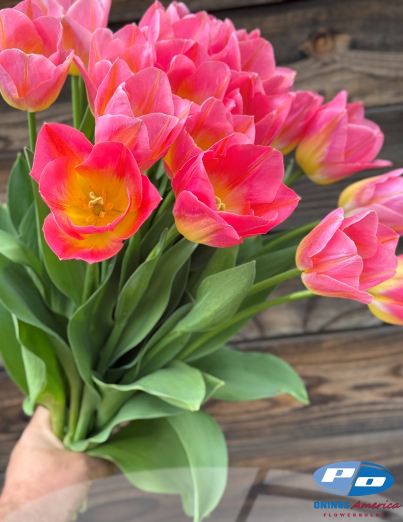 Tom Pouce - Tulips Photo #2