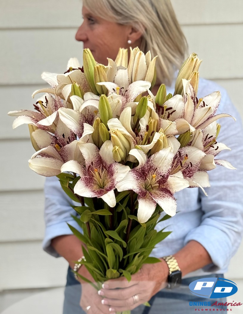 Sweet Zanica - LxA Hybrid Lilies Photo #2