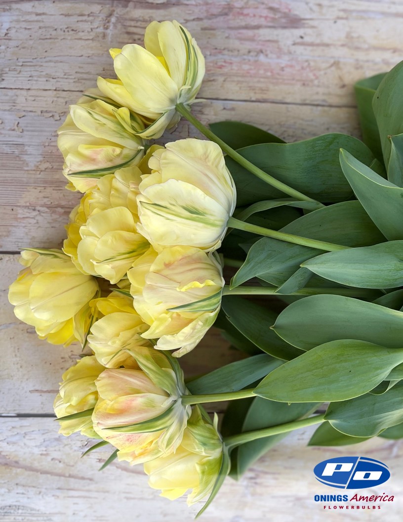 Akebono - Tulips Photo #2