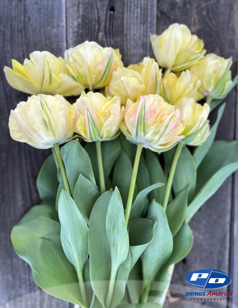 Akebono - Tulips Photo #1