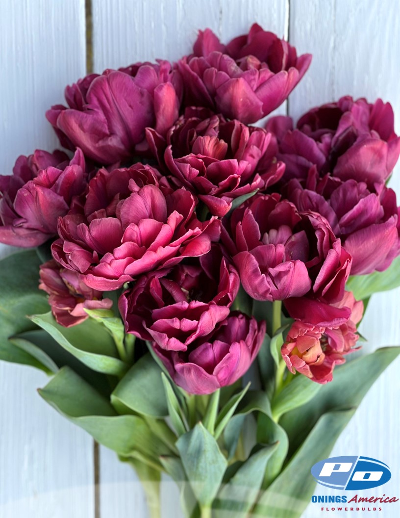 Alison Bradley - Tulips Photo #1