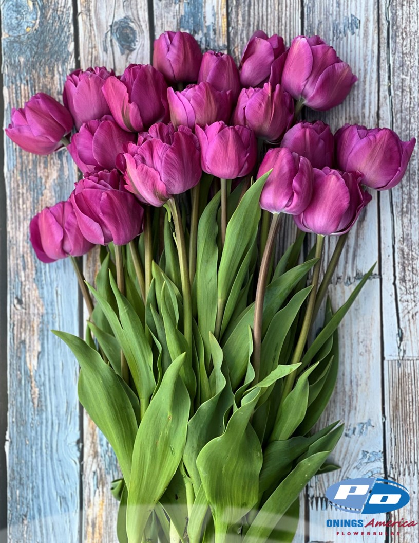 Backpacker - Tulips Photo #1