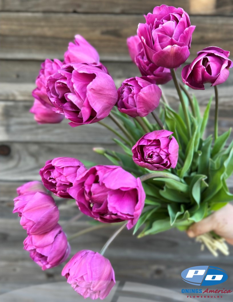 Backpacker - Tulips Photo #2