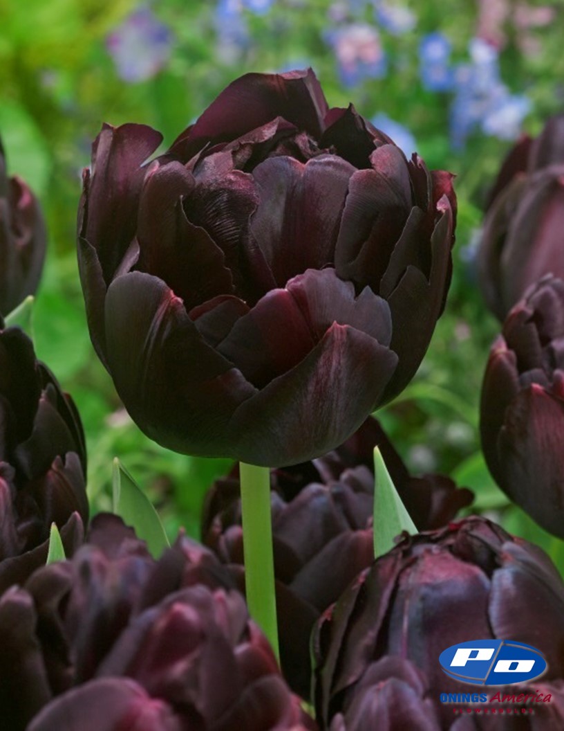 Black Hero - Tulips Photo #1