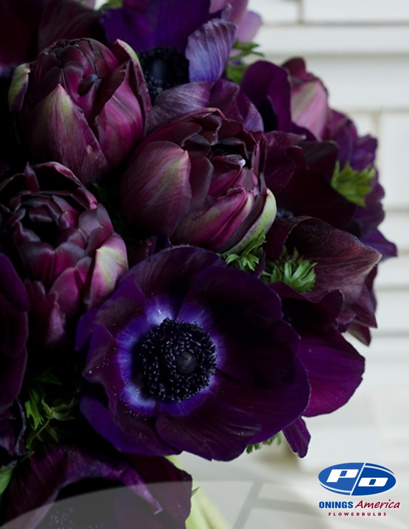 Black Hero and Mistral Grape anemone