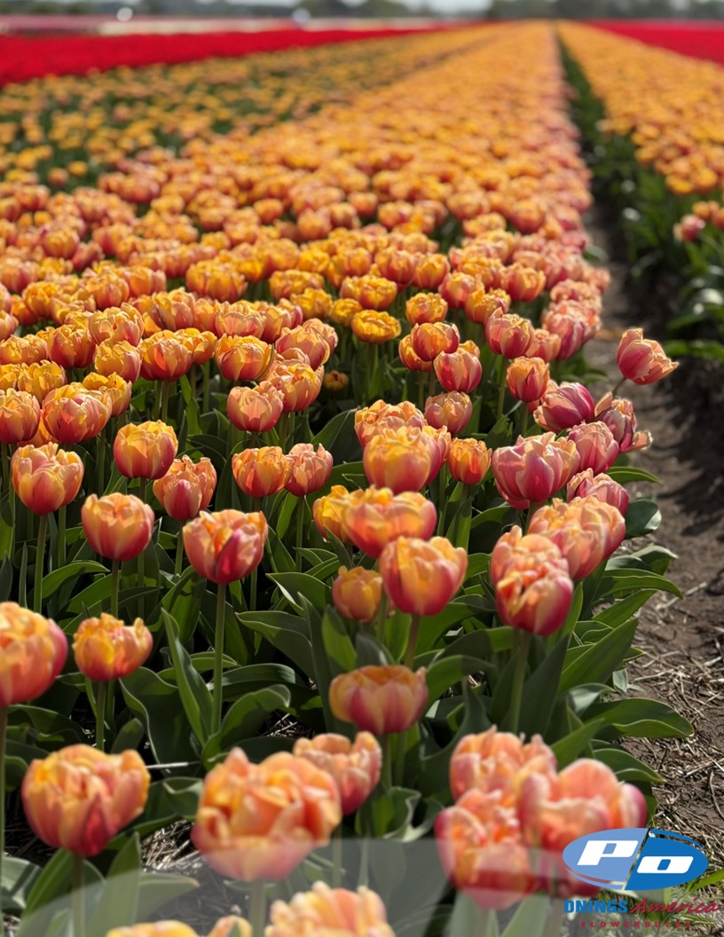 Congo - Tulips Photo #2