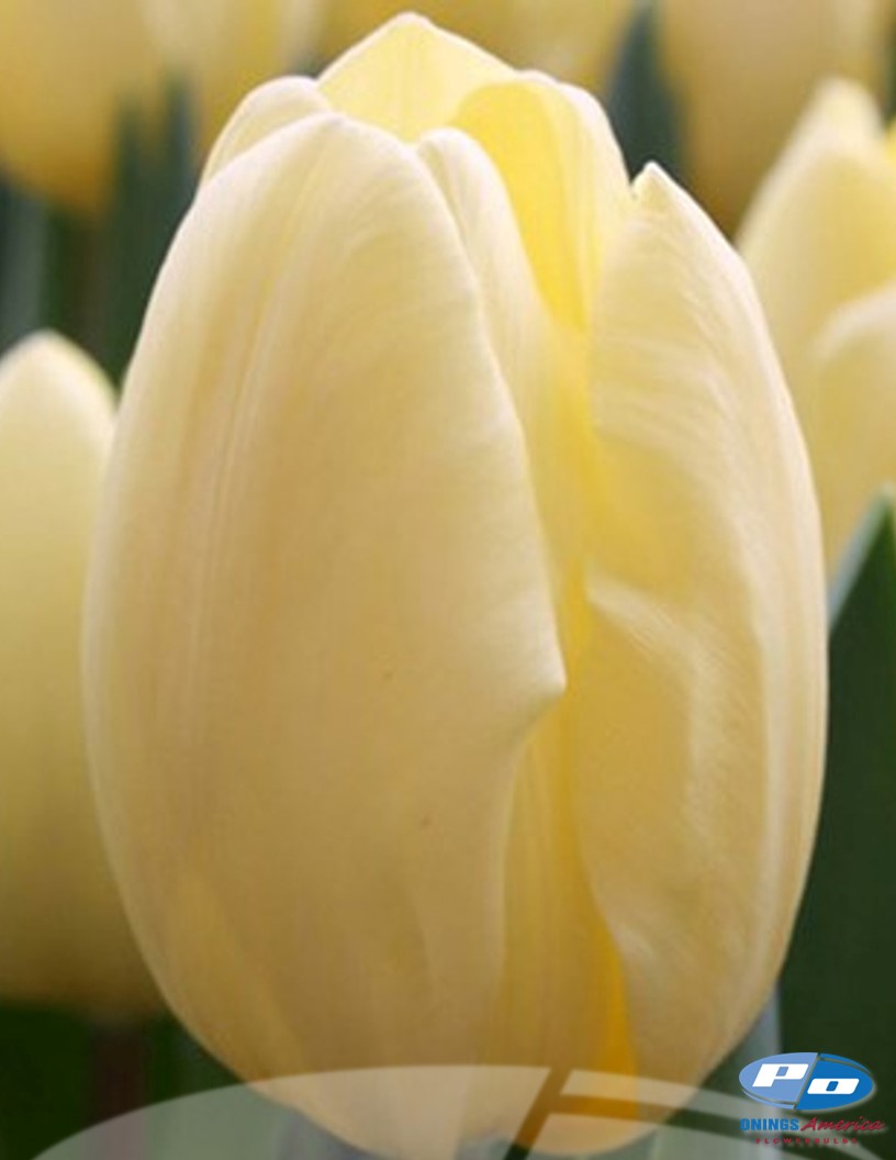 Creme Fraiche - Tulips Photo #1