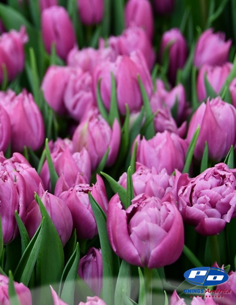 Double Price - Tulips