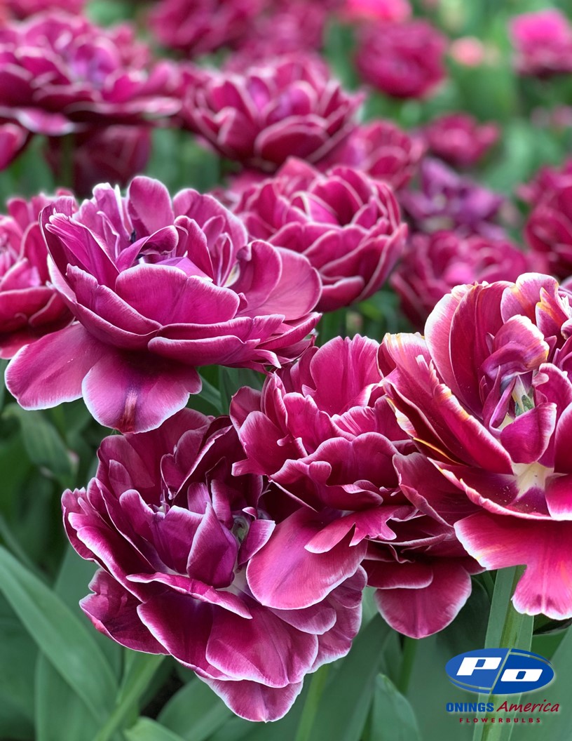 Dreamtouch - Tulips Photo #1