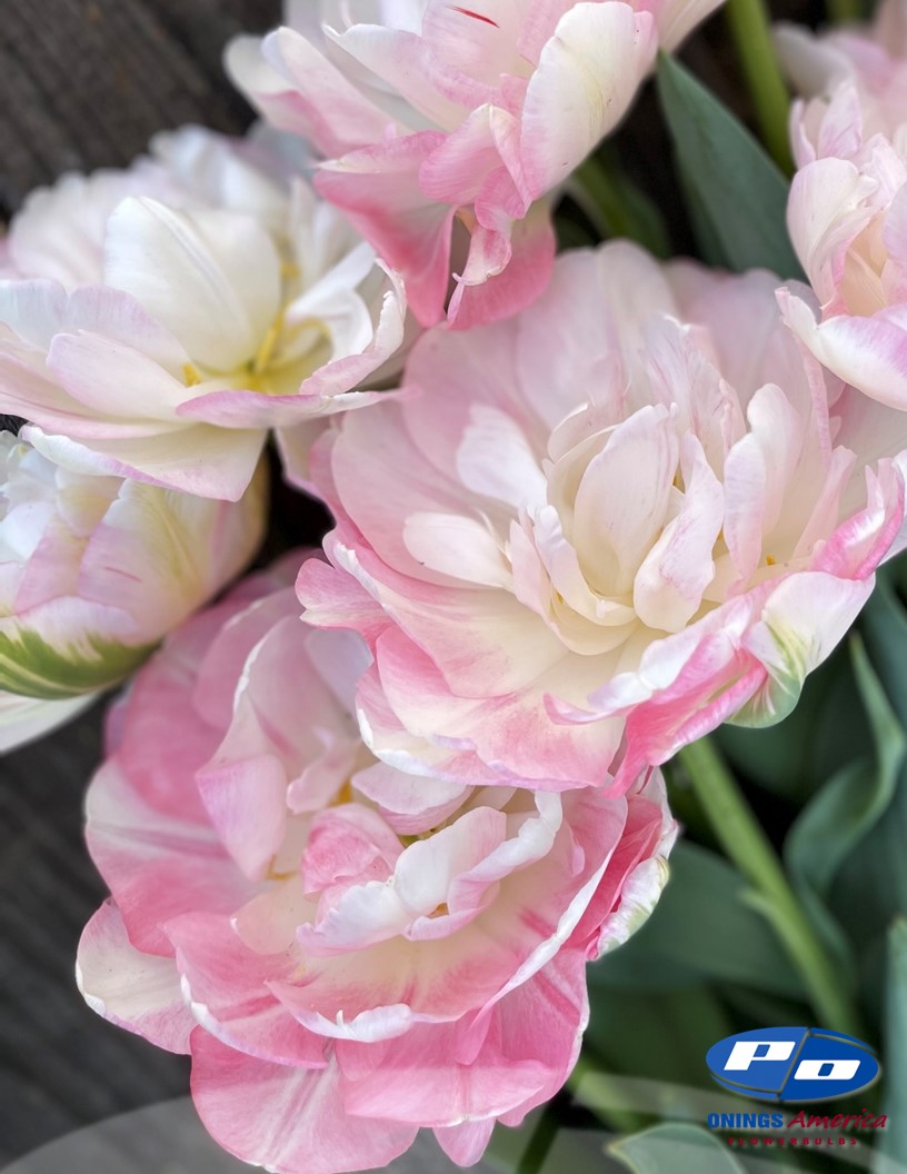 Finola - Tulips Photo #1