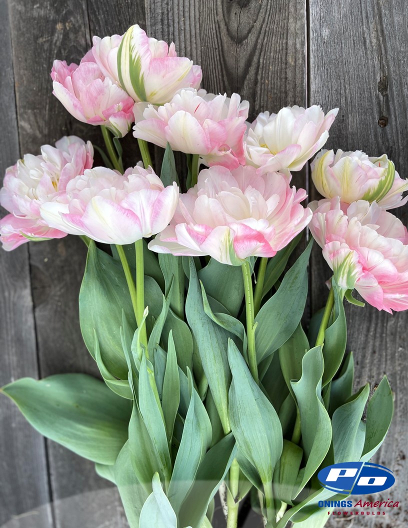 Finola - Tulips Photo #1