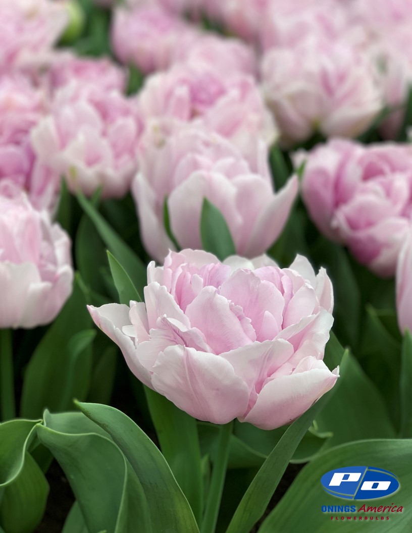 Katinka - Tulips Photo #1