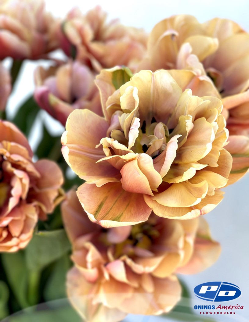 La Belle Epoque - Tulips Photo #2