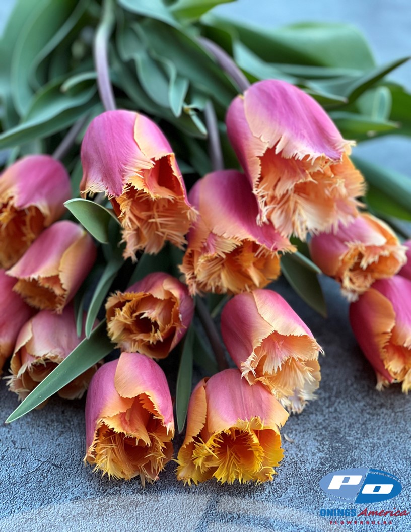 Lambada - Tulips Photo #1