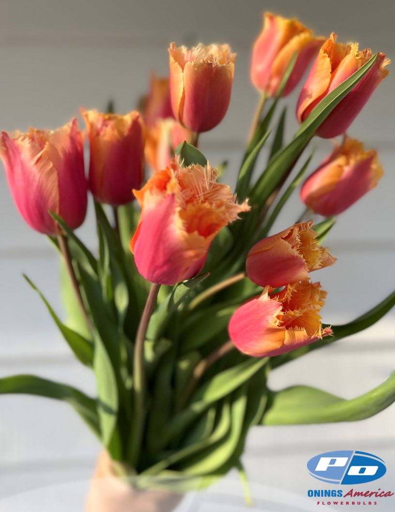Lambada - Tulips Photo #1