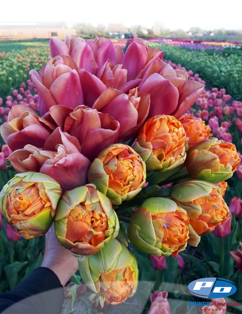 Le Lavandou - Tulips