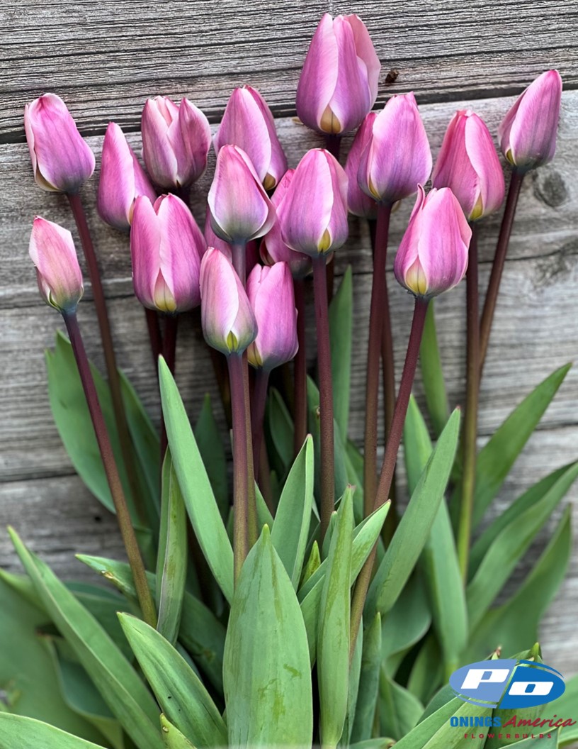 Light and Dreamy - Tulips Photo #1