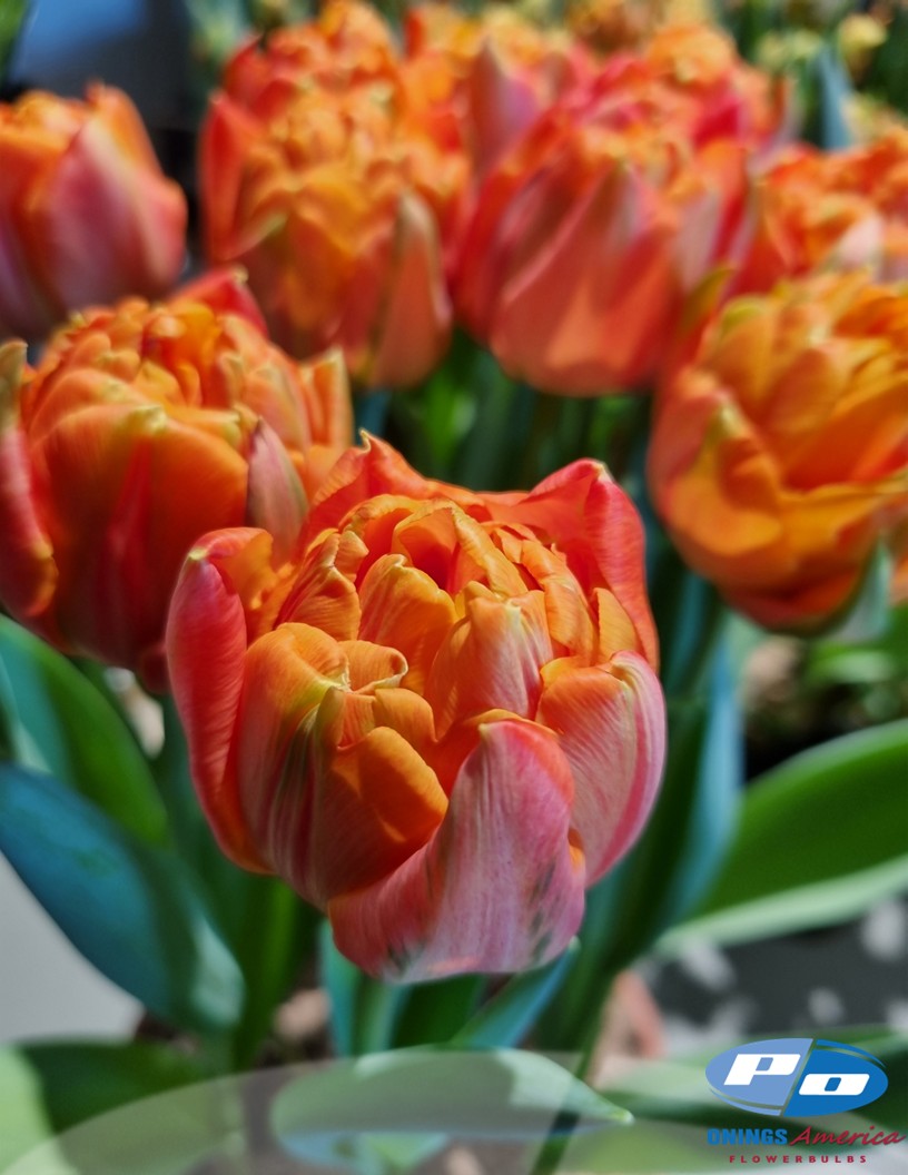 Lorenzo - Tulips Photo #2