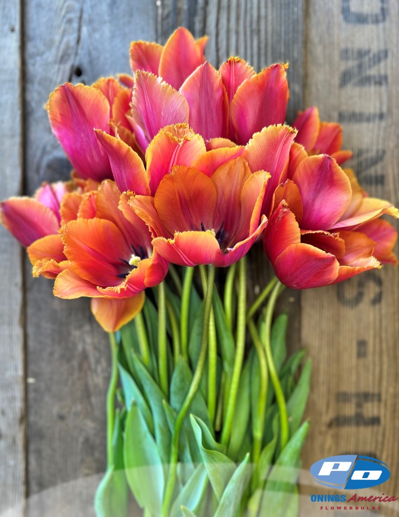 Louvre Orange - Tulips Photo #1